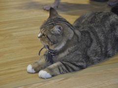 -啵啵喵·猫咖(攀华国际店)