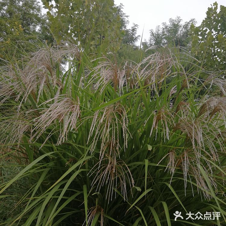 亦庄里比较大的街心花园