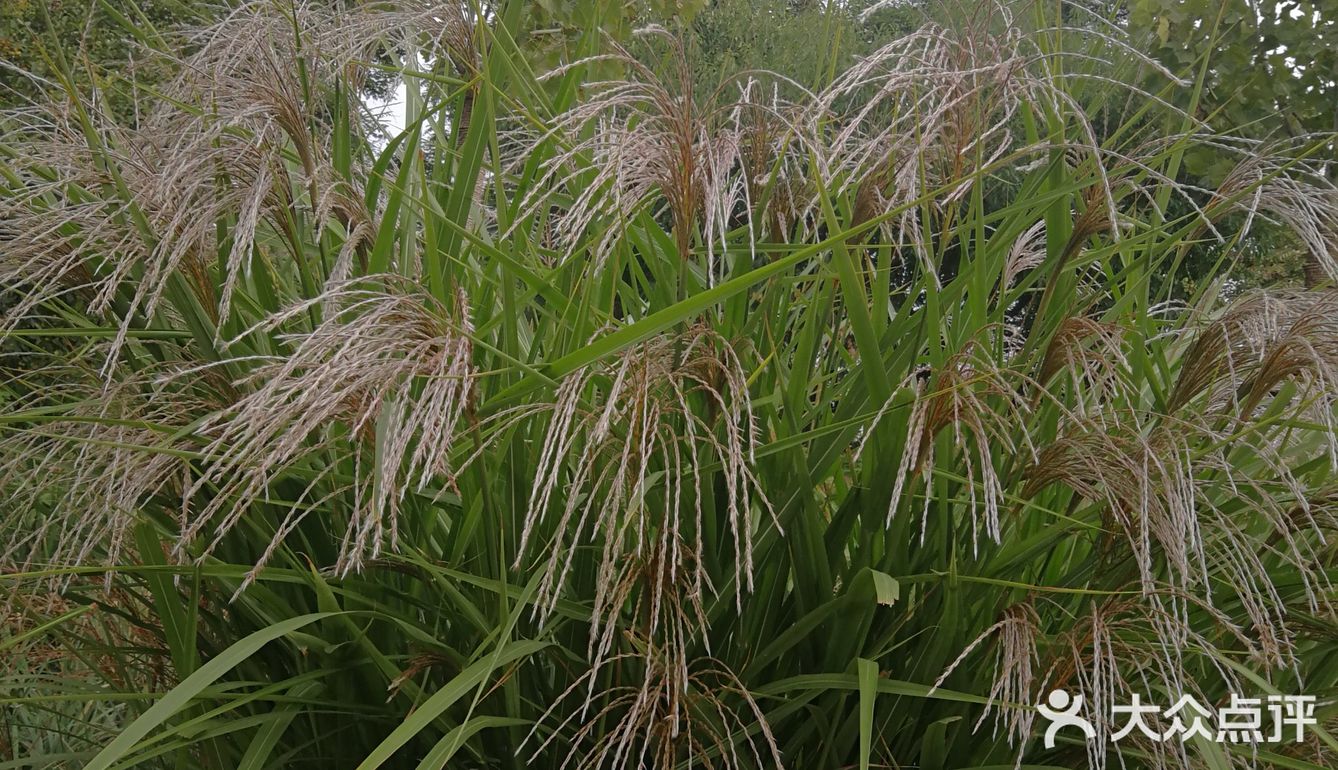 亦庄里比较大的街心花园