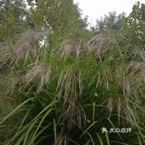 亦庄里比较大的街心花园
