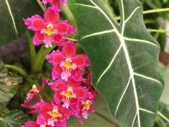 -上海鲜花港