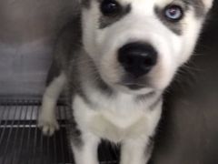 -爱侣宠医·鹦鹉专科·小型哺乳类·异宠专科(灵石路店)