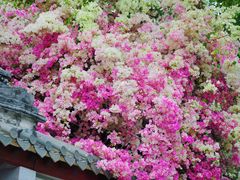 -深圳国际园林花卉博览园