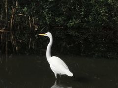 -五缘湾湿地公园