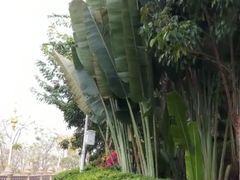 -西双版纳原始森林公园