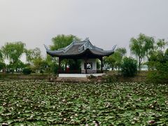 -无锡蠡湖国家湿地公园-蠡园