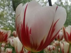 android_upload_pic-洛阳郁金香牡丹园