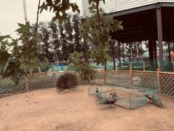 -萌宠亲子动物乐园(槐房万达店)