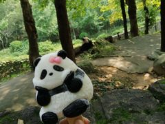 -都江堰中华大熊猫苑
