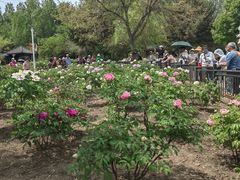 -黑龙江省森林植物园