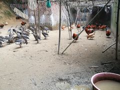 -鹿福农庄(南沙天后宫店)