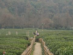 -中国茶叶博物馆(双峰馆区)