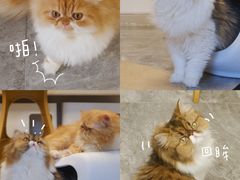 -More Fun猫咖 二十只万元加菲主题