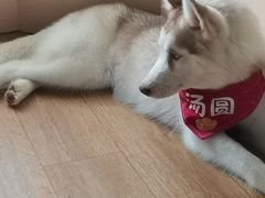 -Husky Go! 哈士奇体验馆·宠物咖啡厅狗咖