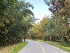 -日照海滨国家森林公园