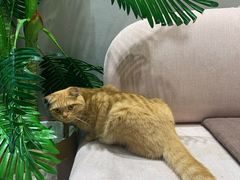 -藏猫猫咖啡主题馆(中央大道店)