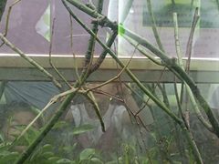 -上海昆虫博物馆