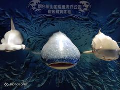 -烟台海昌鲸鲨海洋公园