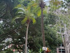 -香港大学