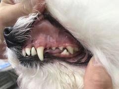 -宠福鑫康馨动物医院·骨科·眼科