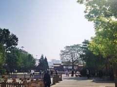 -莲花池公园