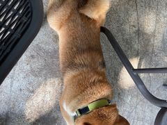 -柴犬高等学院·狗咖·柴犬售卖·宠物训练