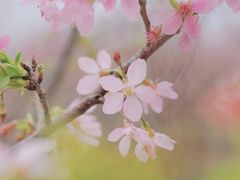 -天适樱花悠乐园