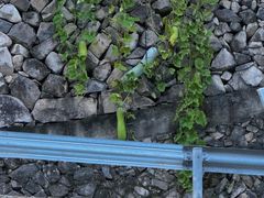 -MOJ coffee(瓯海泽雅水碓坑店)