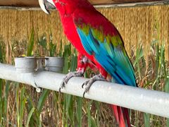 -西霞口神雕山野生动物世界