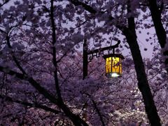 -蜀冈西峰生态公园