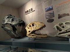 -自贡恐龙博物馆