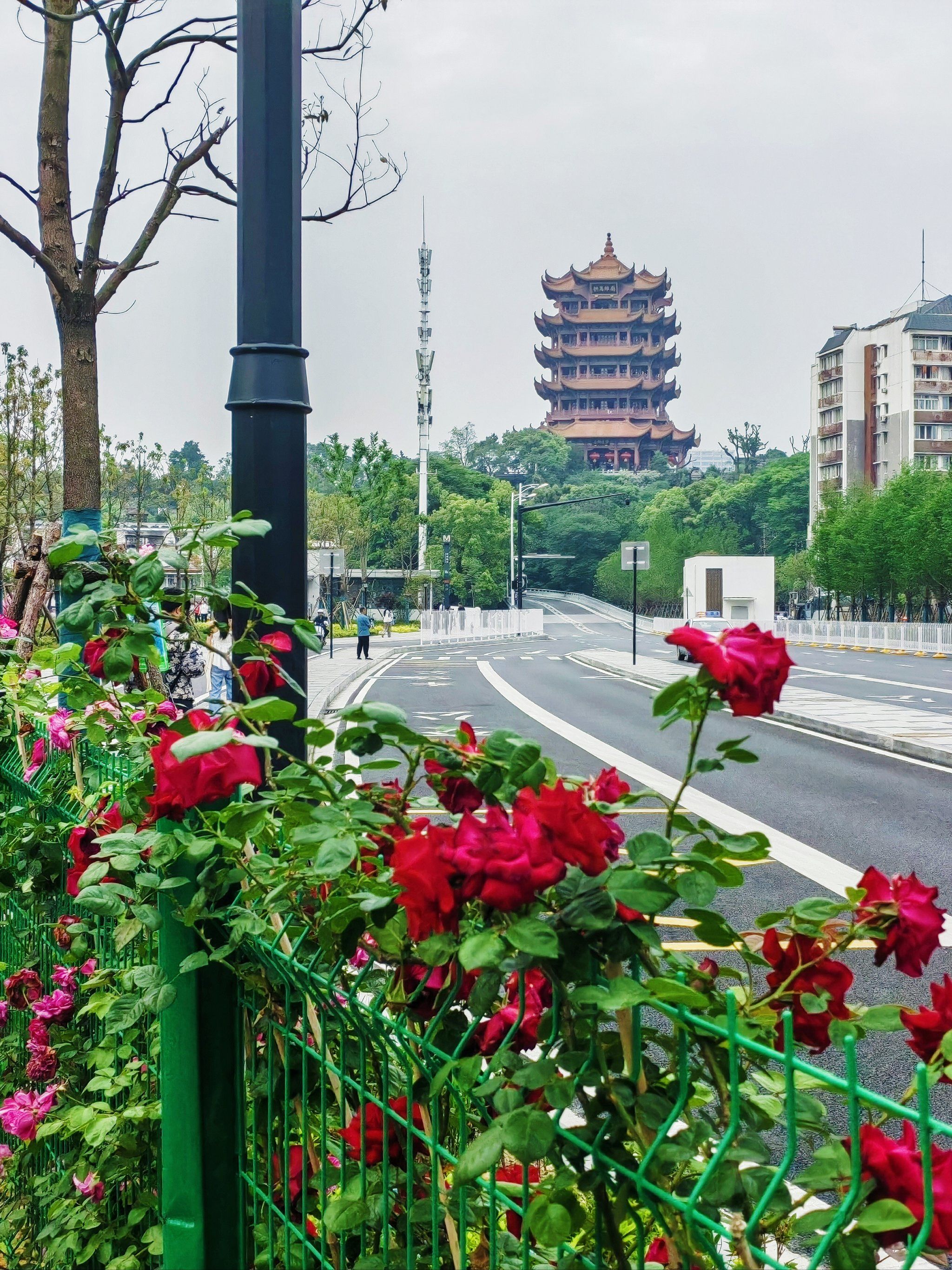 五一观黄鹤楼可以来这里,人少还有蔷薇花墙[加油]
