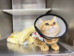 -爱妮康宠物医院·干细胞免疫细胞·肿瘤·心脏(张江店)