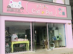 -70cat德文卷毛猫·缅因猫纯种猫舍