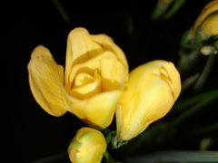 -金陵花卉交易市场