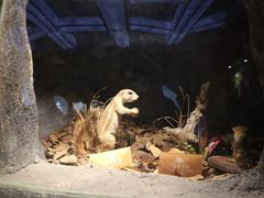 -陕西自然博物馆