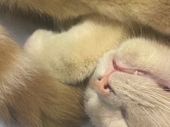 -Heymao猫咖.咖啡厅(东门店)
