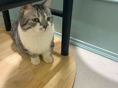 -安格丽娜·狗咖·猫咖羊驼咖(春熙路百盛商场店)