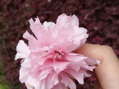 景点-焦山风景区