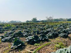 -汉长安城未央宫国家考古遗址公园