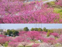 -花开海上生态园