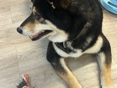 -柴迷FANS CLUB·柴犬狗咖·猫咖