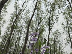 -将府公园