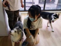-Husky Go! 哈士奇体验馆·宠物咖啡厅狗咖