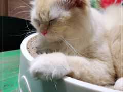 -喵喵咪呀布偶猫咖(春熙路店)