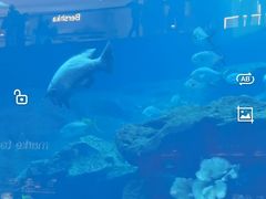 -迪拜水族馆及水下动物园