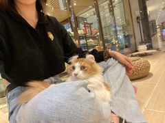 -momokira米努特·德文卷毛猫·棉花面纱犬