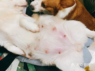 分享一下昨晚给我家柯基接生的心路历程