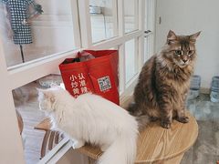 -楼上猫咖(罗湖店)