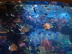 -迪拜帆船酒店海底餐厅